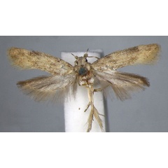/filer/webapps/moths/media/images/S/subroseata_Phthorimaea_HT_BMNH.jpg