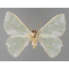 /filer/webapps/moths/media/images/C/crispa_Archichlora_HT_ZSM_02.jpg