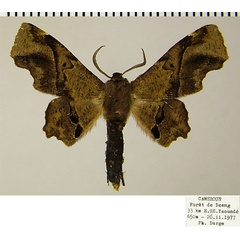 /filer/webapps/moths/media/images/N/nigraria_Thenopa_AM_ZSM.jpg