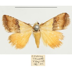 /filer/webapps/moths/media/images/A/anachoresis_Eublemma_AF_BMNH.jpg