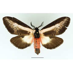 /filer/webapps/moths/media/images/S/serena_Galona_AF_Basquin.jpg