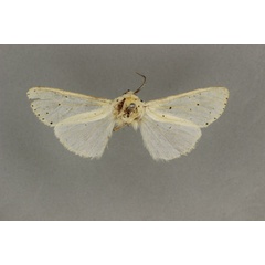 /filer/webapps/moths/media/images/J/jacksoni_Alpenus_HT_BMNH.jpg