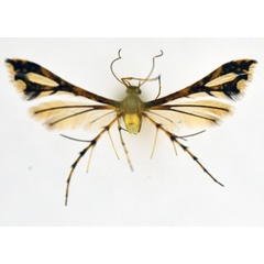 /filer/webapps/moths/media/images/M/masaia_Xyroptila_A_NHMO_01.jpg