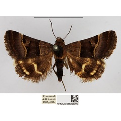 /filer/webapps/moths/media/images/H/hypotaenia_Ozarba_AF_NHMUK.jpg