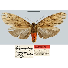 /filer/webapps/moths/media/images/C/convergens_Phryganopteryx_AT_MNHN.jpg