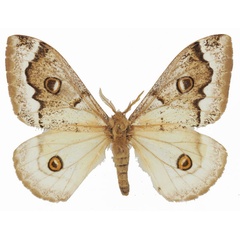 /filer/webapps/moths/media/images/S/subangulata_Usta_AM_Basquina.jpg