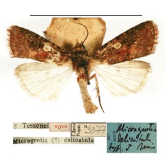 /filer/webapps/moths/media/images/D/delicatula_Micragrotis_HT_MSNM.jpg
