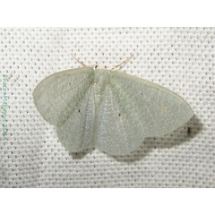 /filer/webapps/moths/media/images/C/cellularia_Prasinocyma_A_Bippus.jpg