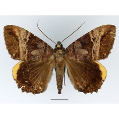 /filer/webapps/moths/media/images/F/flexuosa_Leptamma_AM_Basquin_01.jpg