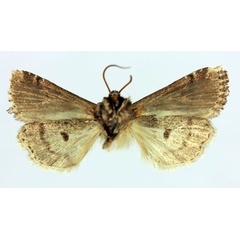 /filer/webapps/moths/media/images/B/boby_Xylomania_HT_MNHNb.jpg