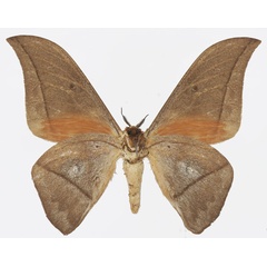 /filer/webapps/moths/media/images/A/acuta_Lobobunaea_AM_Basquinb.jpg