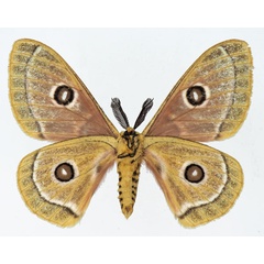 /filer/webapps/moths/media/images/O/oubie_Bunaeopsis_AM_Basquinb.jpg