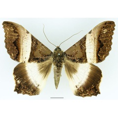 /filer/webapps/moths/media/images/A/albizonata_Uripao_A_Basquin_02.jpg