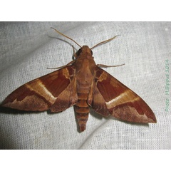 /filer/webapps/moths/media/images/O/oenopion_Nephele_A_Bippus.jpg