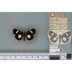 /filer/webapps/moths/media/images/H/hampsoni_Rothia_ST_BMNHa.jpg