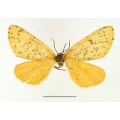 /filer/webapps/moths/media/images/M/meraca_Zerenopsis_AM_TMSA.jpg