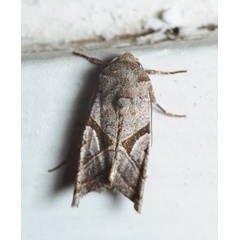 /filer/webapps/moths/media/images/M/malagasa_Conservula_A_Pasquasy_02.jpg