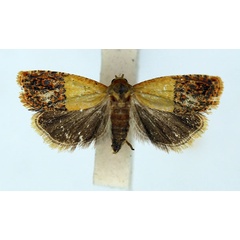 /filer/webapps/moths/media/images/C/chrysoxantha_Anthozela_AF_ISEA_02.jpg