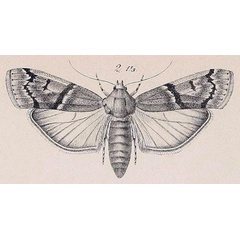 /filer/webapps/moths/media/images/H/hyaenella_Zophodiopsis_HT_ZMHB.jpg