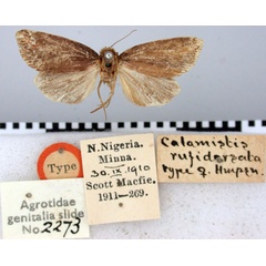 /filer/webapps/moths/media/images/R/rufidorsata_Busseola_HT_BMNH.jpg