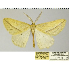 /filer/webapps/moths/media/images/T/tenera_Epigynopteryx_AM_ZSMa.jpg