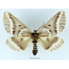 /filer/webapps/moths/media/images/T/thalia_Sabalia_AF_Basquin.jpg