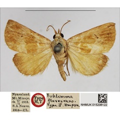 /filer/webapps/moths/media/images/F/flavescens_Eublemma_HT_BMNH.jpg