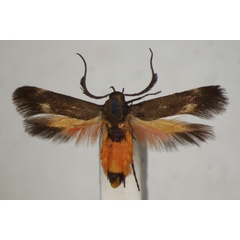 /filer/webapps/moths/media/images/S/scatospila_Eretmocera_A_BMNH_03.jpg