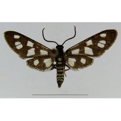 /filer/webapps/moths/media/images/B/bokkeveldensis_Amata_PTM_MWM.jpg