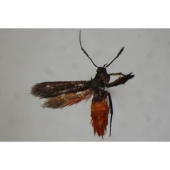 /filer/webapps/moths/media/images/T/typhonica_Eretmocera_A_BMNH.jpg