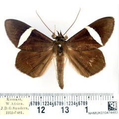 /filer/webapps/moths/media/images/V/vidua_Dichromia_AM_BMNH_01.jpg