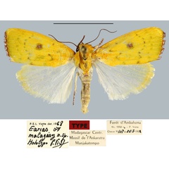 /filer/webapps/moths/media/images/M/malagasy_Earias_HT_MNHN.jpg