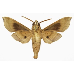 /filer/webapps/moths/media/images/L/leighi_Temnora_AM_Basquin_01b.jpg