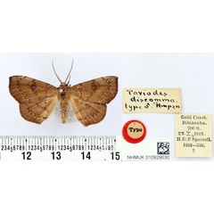 /filer/webapps/moths/media/images/D/discomma_Taviodes_HT_BMNH.jpg