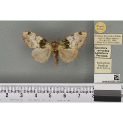 /filer/webapps/moths/media/images/C/cyrtozona_Dasychira_PTM_BMNH_01a.jpg