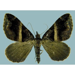 /filer/webapps/moths/media/images/M/meridionata_Gonanticlea_AM_ZSMa.jpg