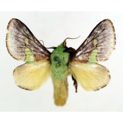 /filer/webapps/moths/media/images/V/viridifascia_Latoia_AM_ISEA.jpg