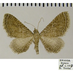 /filer/webapps/moths/media/images/U/undiculata_Eupithecia_AM_ZSM.jpg