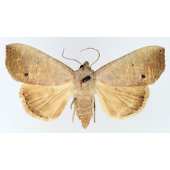 /filer/webapps/moths/media/images/M/multistriata_Exophyla_AF_TMSA_02.jpg