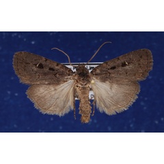 /filer/webapps/moths/media/images/M/melanopis_Athetis_A_Schellhorn.jpg