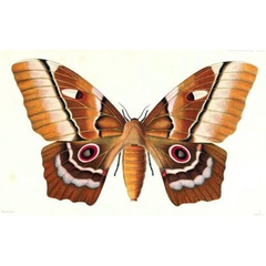 /filer/webapps/moths/media/images/D/deyrollii_Saturnia_HT_Thomson.jpg