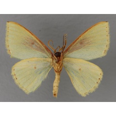/filer/webapps/moths/media/images/B/basquini_Archichlora_HT_ZSM_02.jpg