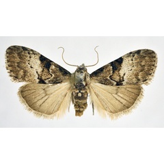 /filer/webapps/moths/media/images/R/reubeni_Meganola_AF_NHMO.jpg