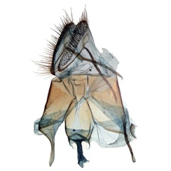 /filer/webapps/moths/media/images/F/furia_Thyridiphora_GF_BMNH.jpg