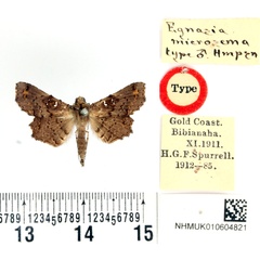 /filer/webapps/moths/media/images/M/microsema_Egnasia_HT_BMNH.jpg