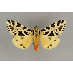 /filer/webapps/moths/media/images/L/lemairei_Kiriakoffalia_PT_BMNH.jpg