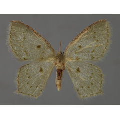 /filer/webapps/moths/media/images/P/perversa_Lathochlora_A_ZSM_01.jpg