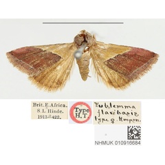 /filer/webapps/moths/media/images/F/flavibasis_Eublemma_HT_BMNH.jpg