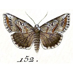 /filer/webapps/moths/media/images/A/antiqualis_Pyralis_ST_Hubner_23-152.jpg