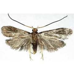 /filer/webapps/moths/media/images/M/murphyi_Lecithocera_HT_MGCL.jpg